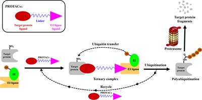 Targeting Oncoproteins for Degradation by Small Molecule-Based Proteolysis-Targeting Chimeras (PROTACs) in Sex Hormone-Dependent Cancers